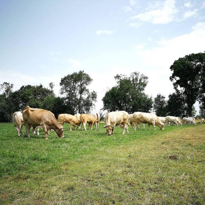 Gite A La Ferme De La Bouriette Revel  Kültér fotó